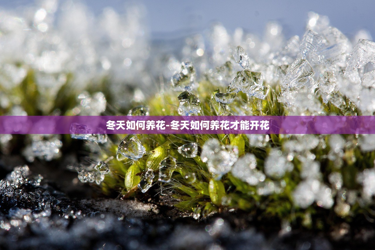 冬天如何养花-冬天如何养花才能开花 冬天如何养花-冬天如何养花才能开花