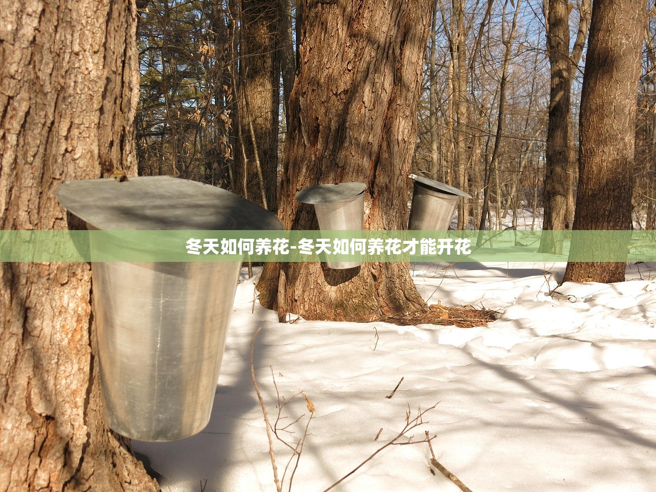 冬天如何养花-冬天如何养花才能开花 冬天如何养花-冬天如何养花才能开花
