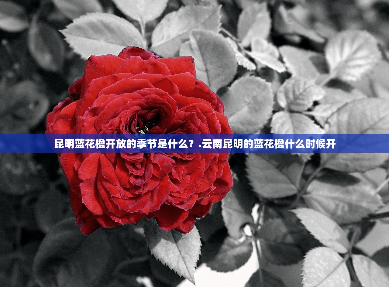昆明蓝花楹开放的季节是什么?.云南昆明的蓝花楹什么时候开 昆明蓝花楹开放的季节是什么?.云南昆明的蓝花楹什么时候开