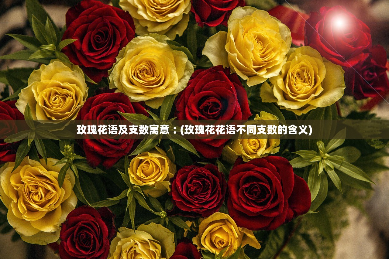 玫瑰花语及支数寓意︰(玫瑰花花语不同支数的含义)