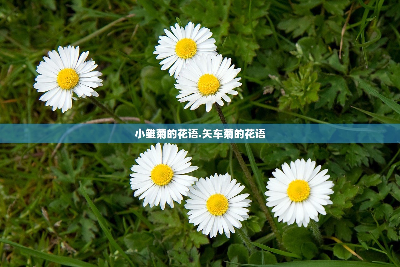 小雏菊的花语.矢车菊的花语