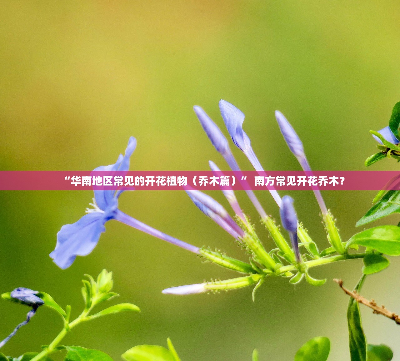 “华南地区常见的开花植物（乔木篇）	” 南方常见开花乔木？