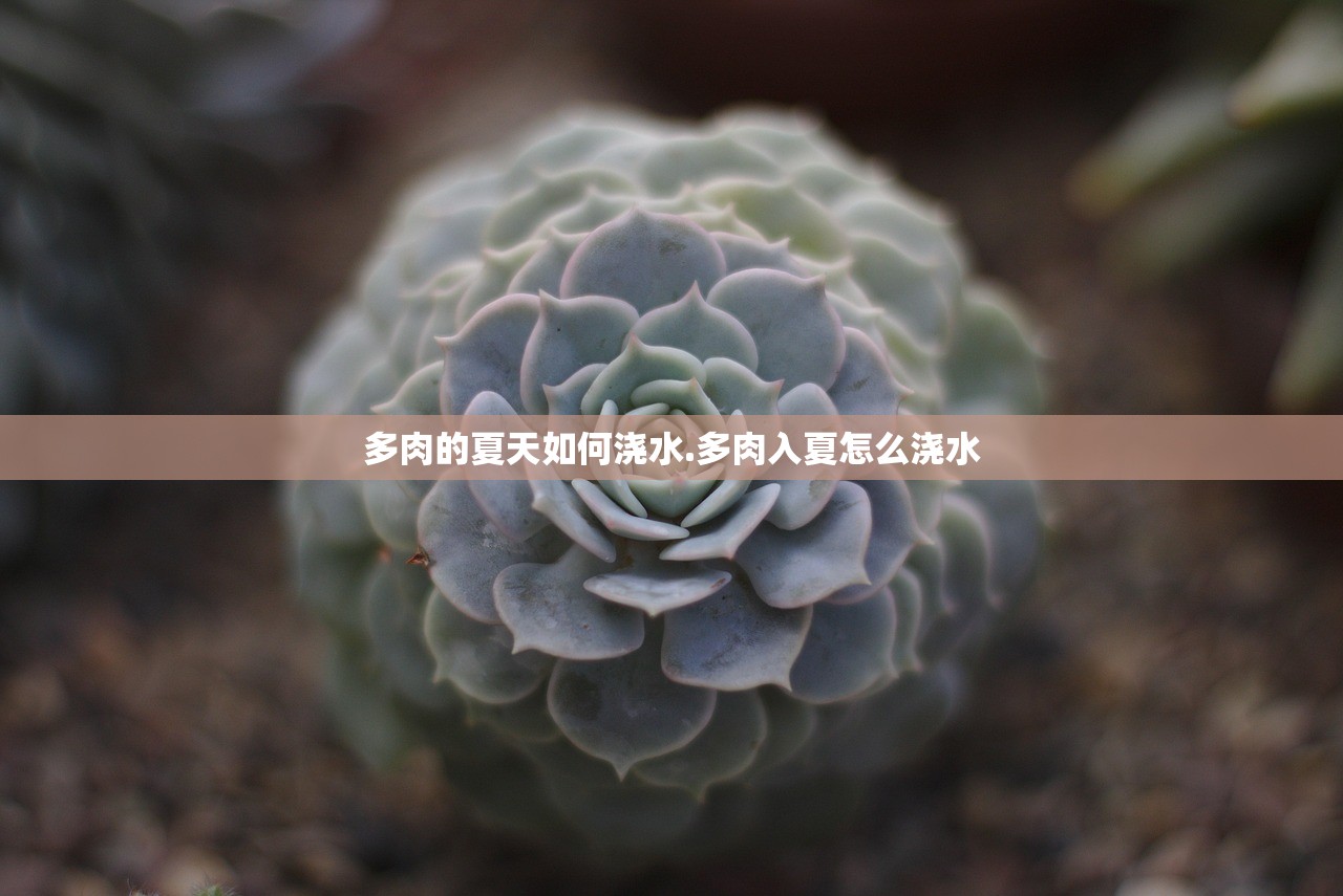多肉的夏天如何浇水.多肉入夏怎么浇水