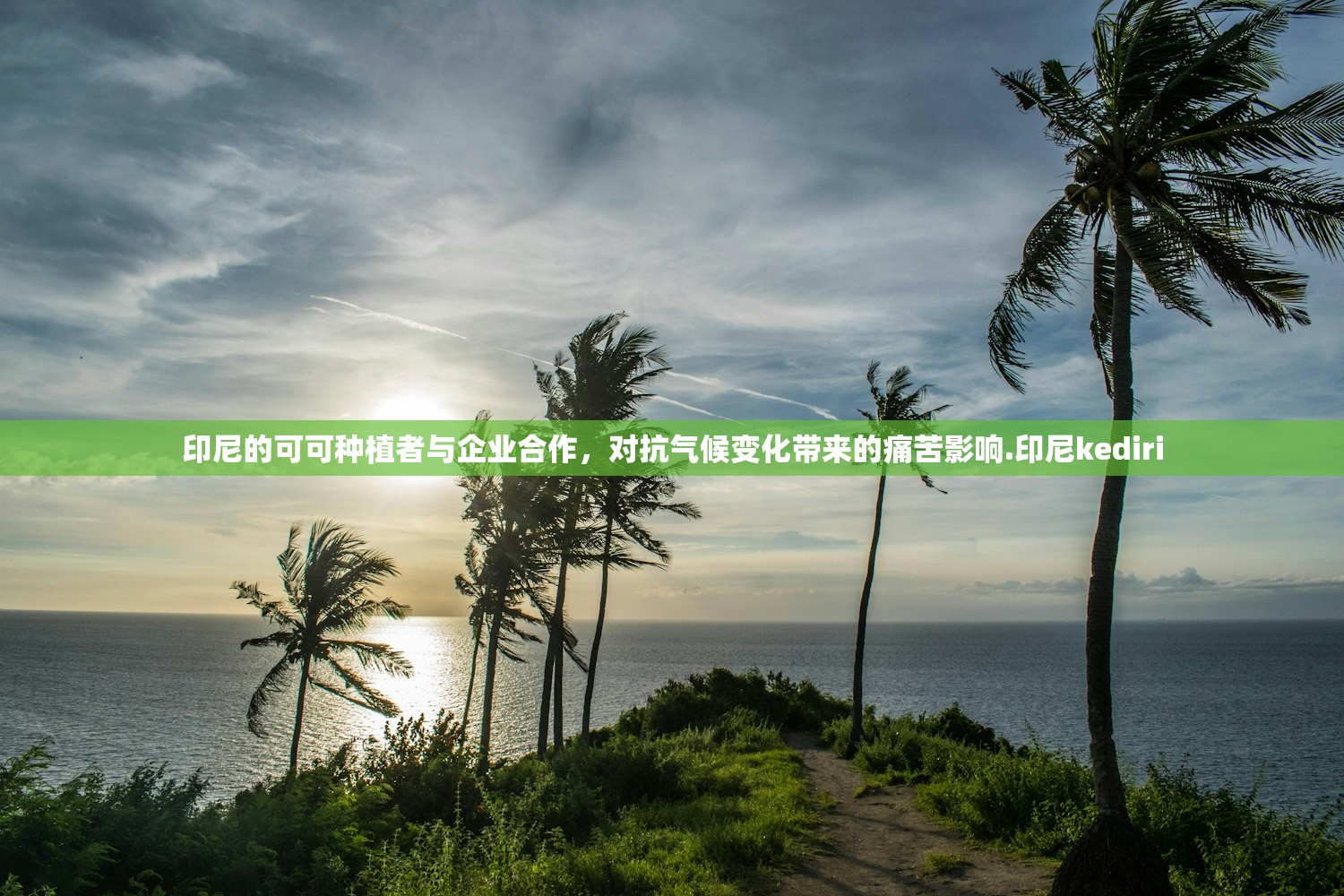 印尼的可可种植者与企业合作	，对抗气候变化带来的痛苦影响.印尼kediri