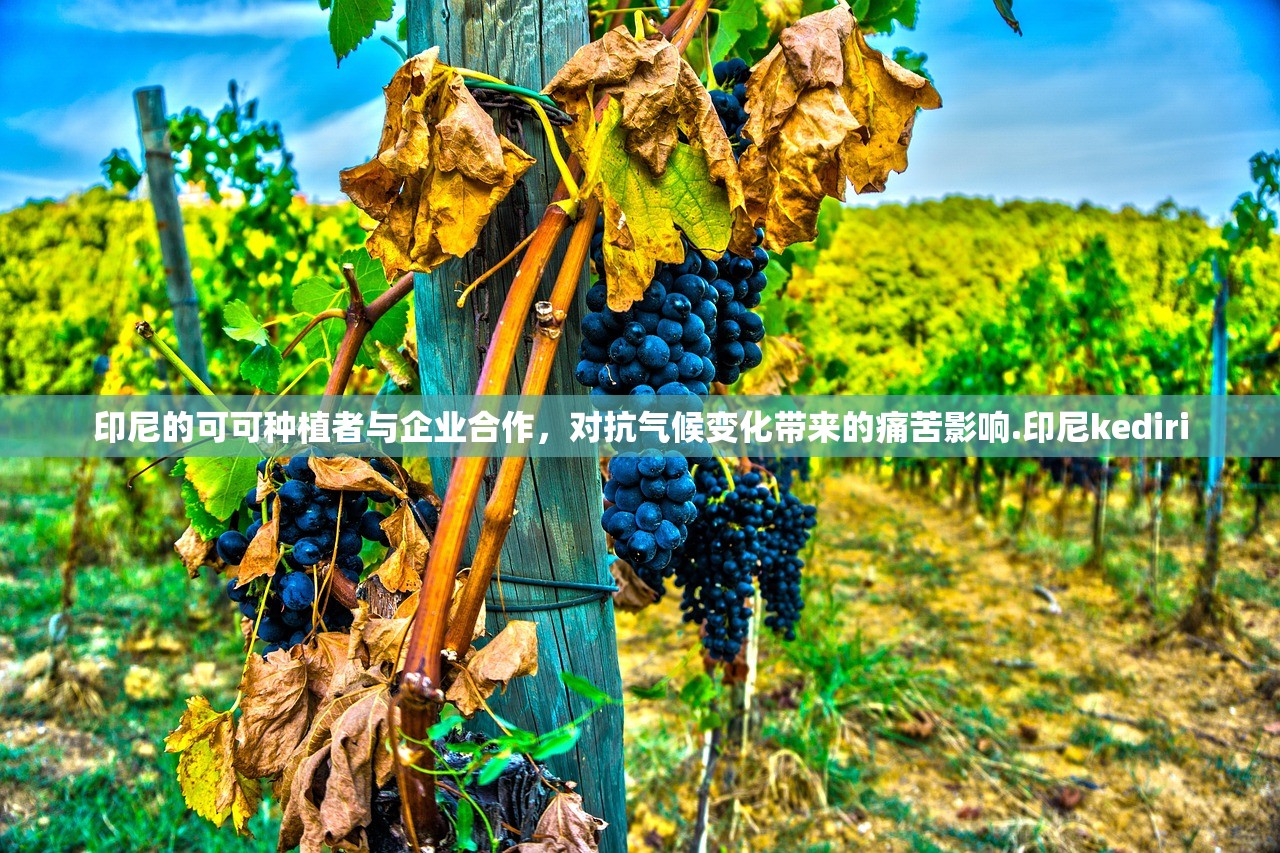 印尼的可可种植者与企业合作，对抗气候变化带来的痛苦影响.印尼kediri