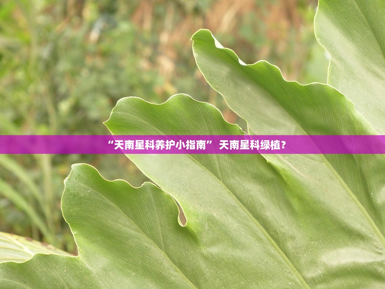“天南星科养护小指南” 天南星科绿植？