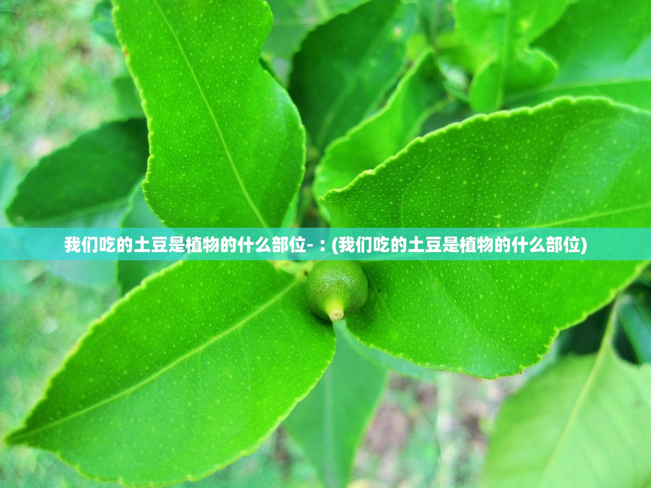我们吃的土豆是植物的什么部位-︰(我们吃的土豆是植物的什么部位) 我们吃的土豆是植物的什么部位-︰(我们吃的土豆是植物的什么部位)