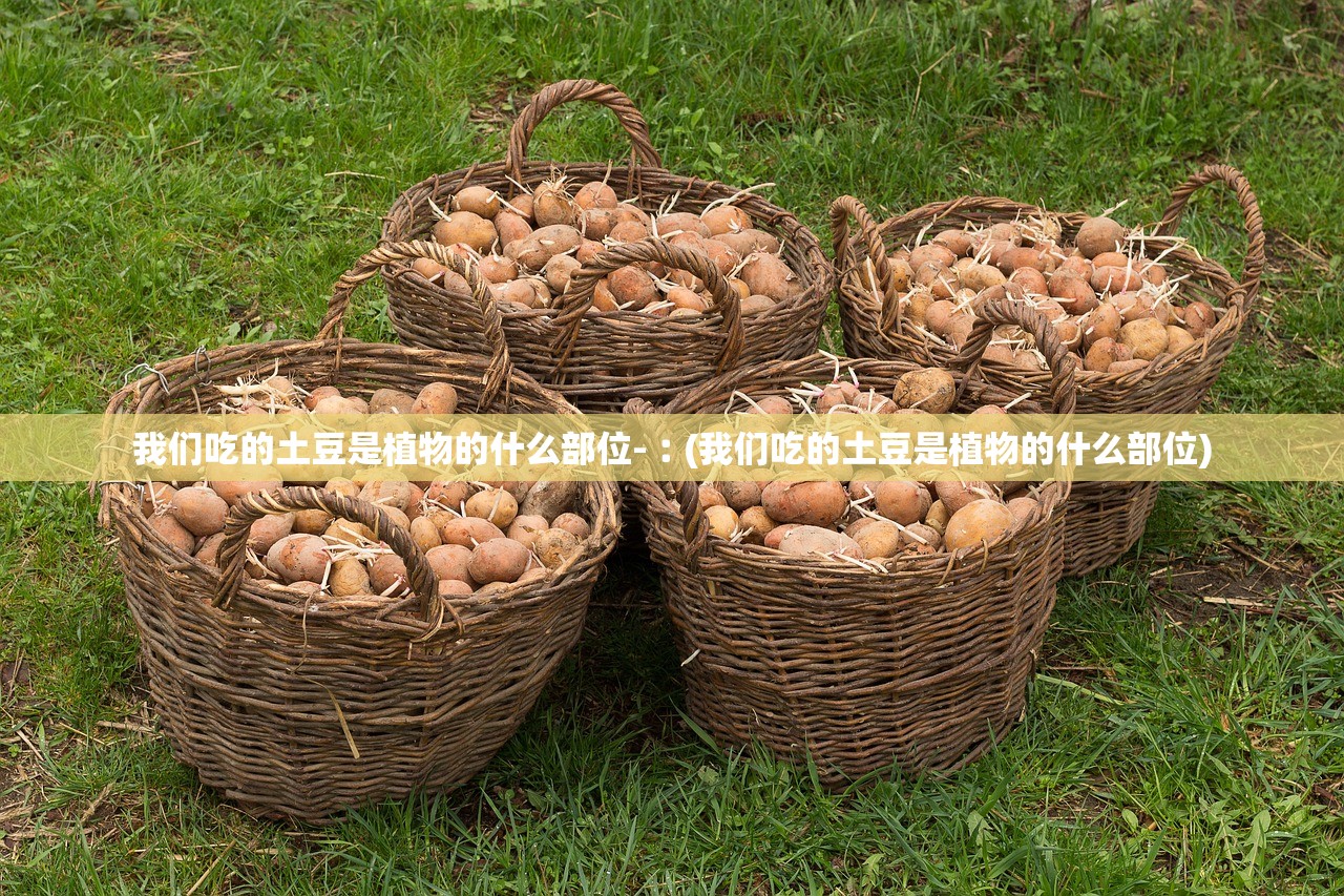 我们吃的土豆是植物的什么部位-︰(我们吃的土豆是植物的什么部位) 我们吃的土豆是植物的什么部位-︰(我们吃的土豆是植物的什么部位)