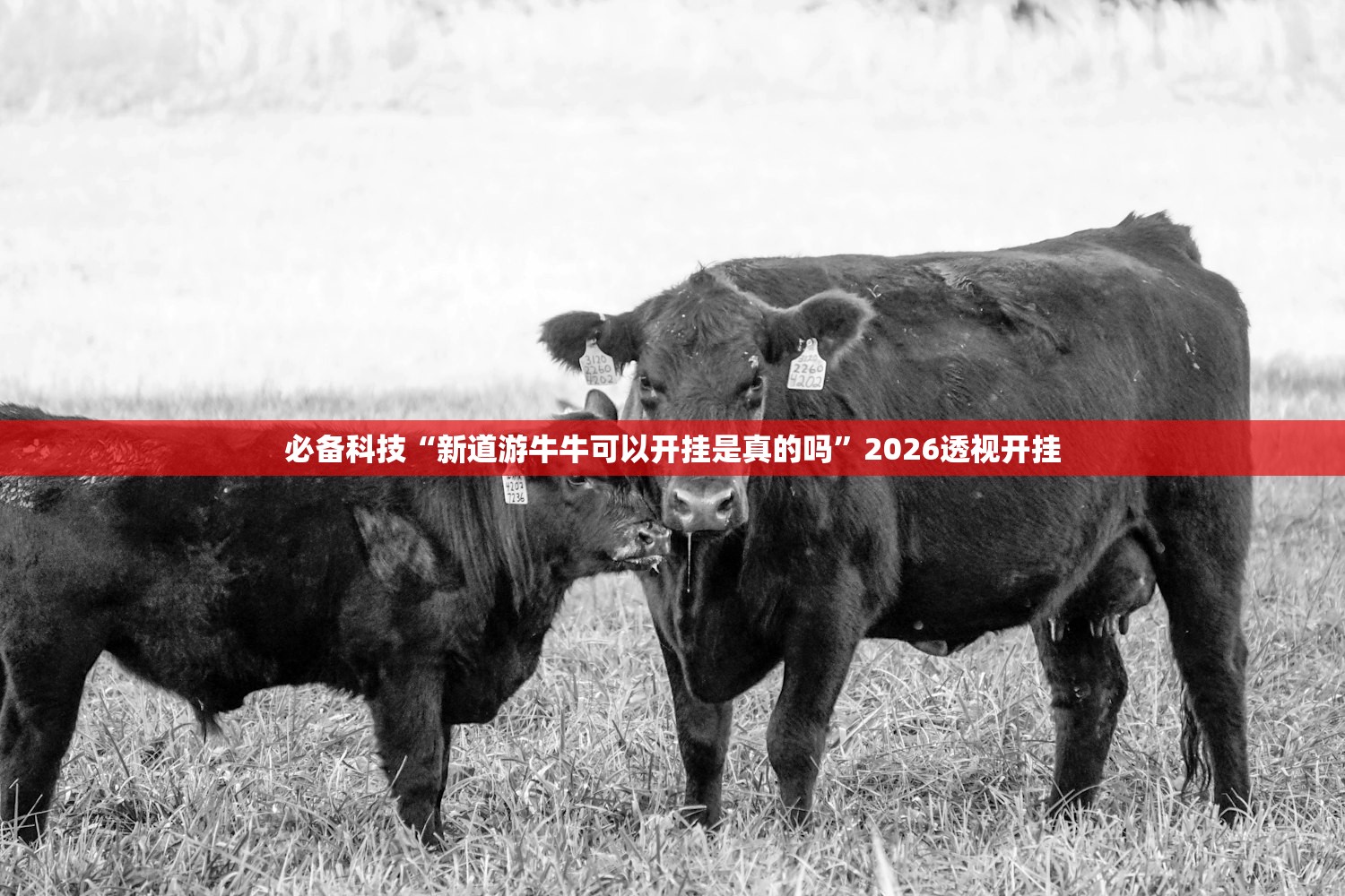 必备科技“新道游牛牛可以开挂是真的吗	”2026透视开挂