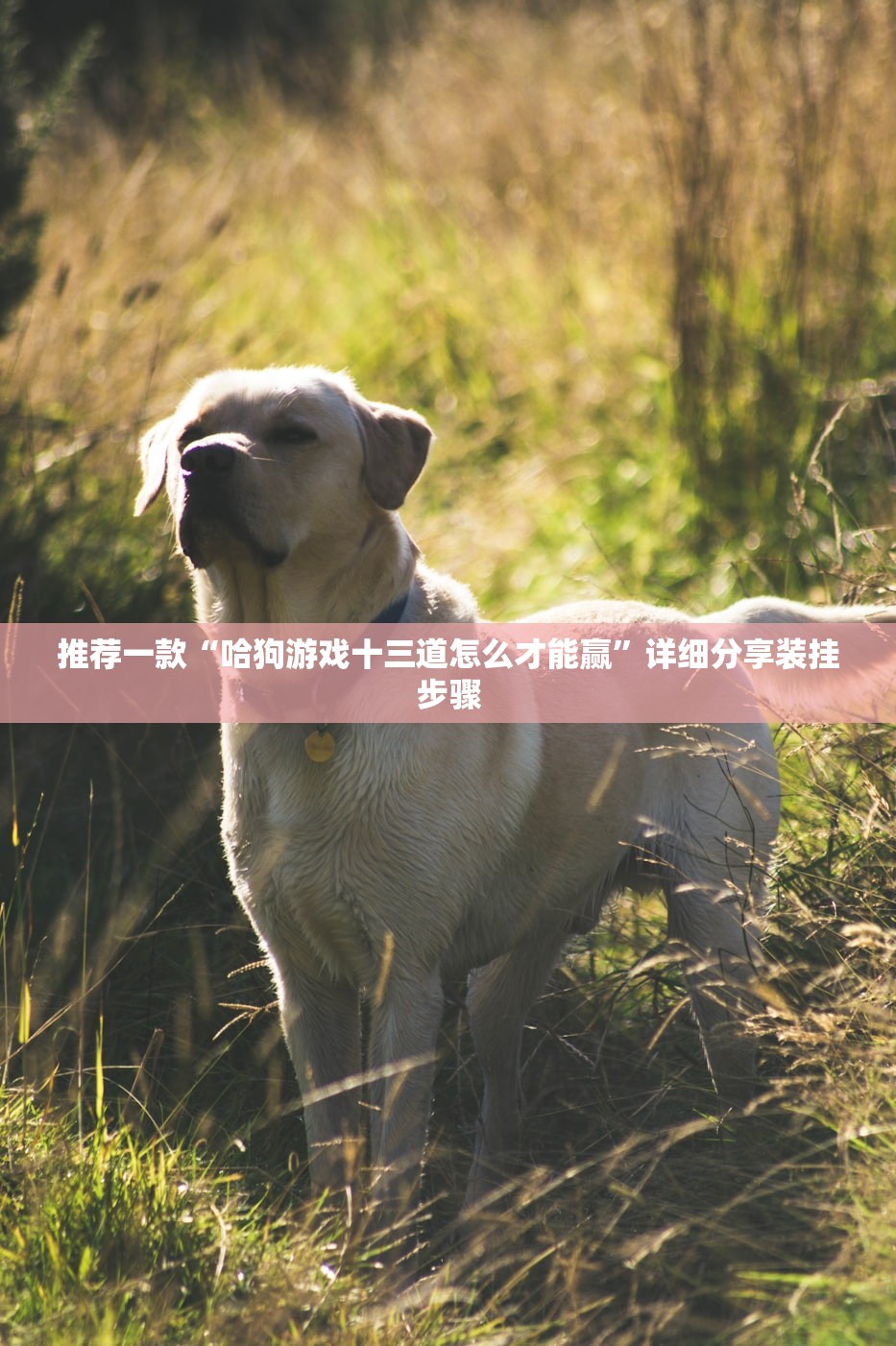 推荐一款“哈狗游戏十三道怎么才能赢”详细分享装挂步骤