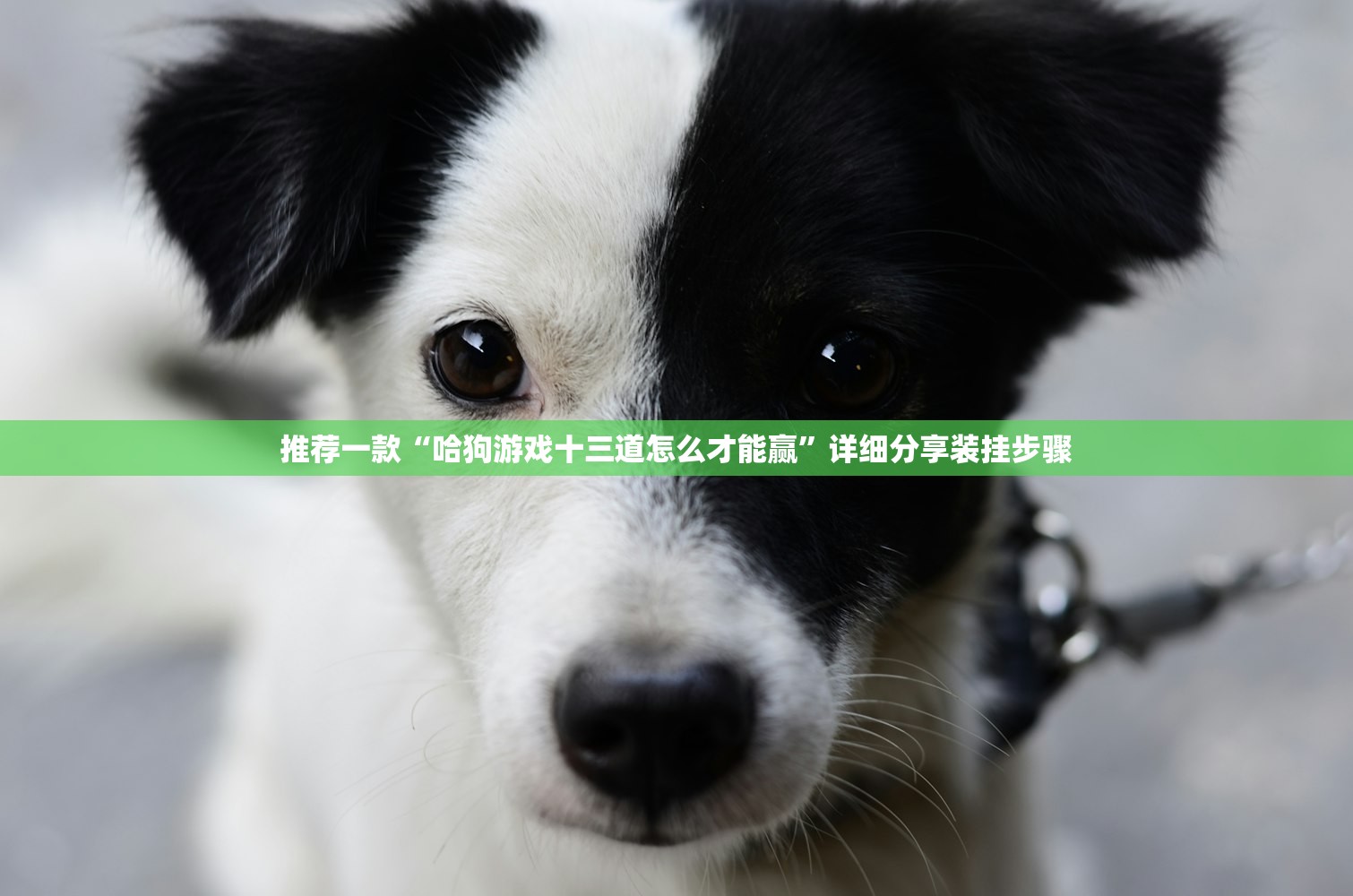 推荐一款“哈狗游戏十三道怎么才能赢	”详细分享装挂步骤