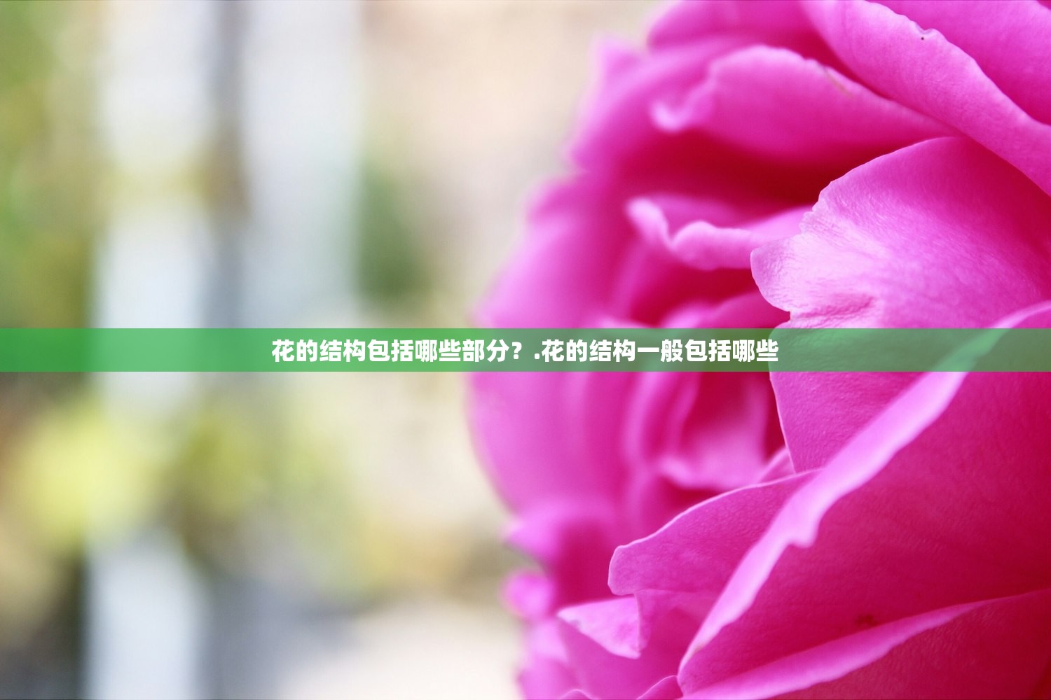 花的结构包括哪些部分？.花的结构一般包括哪些