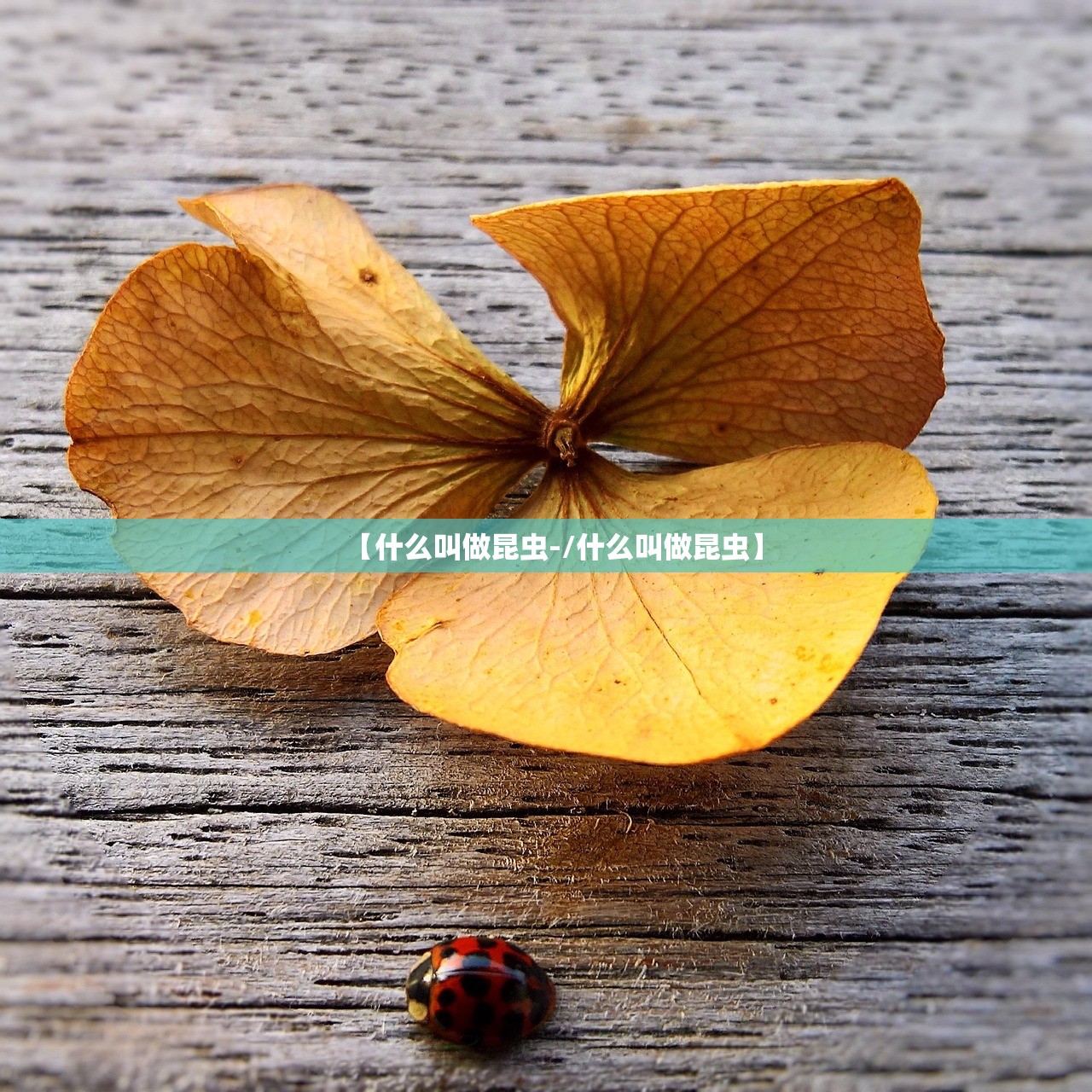 【什么叫做昆虫-/什么叫做昆虫】