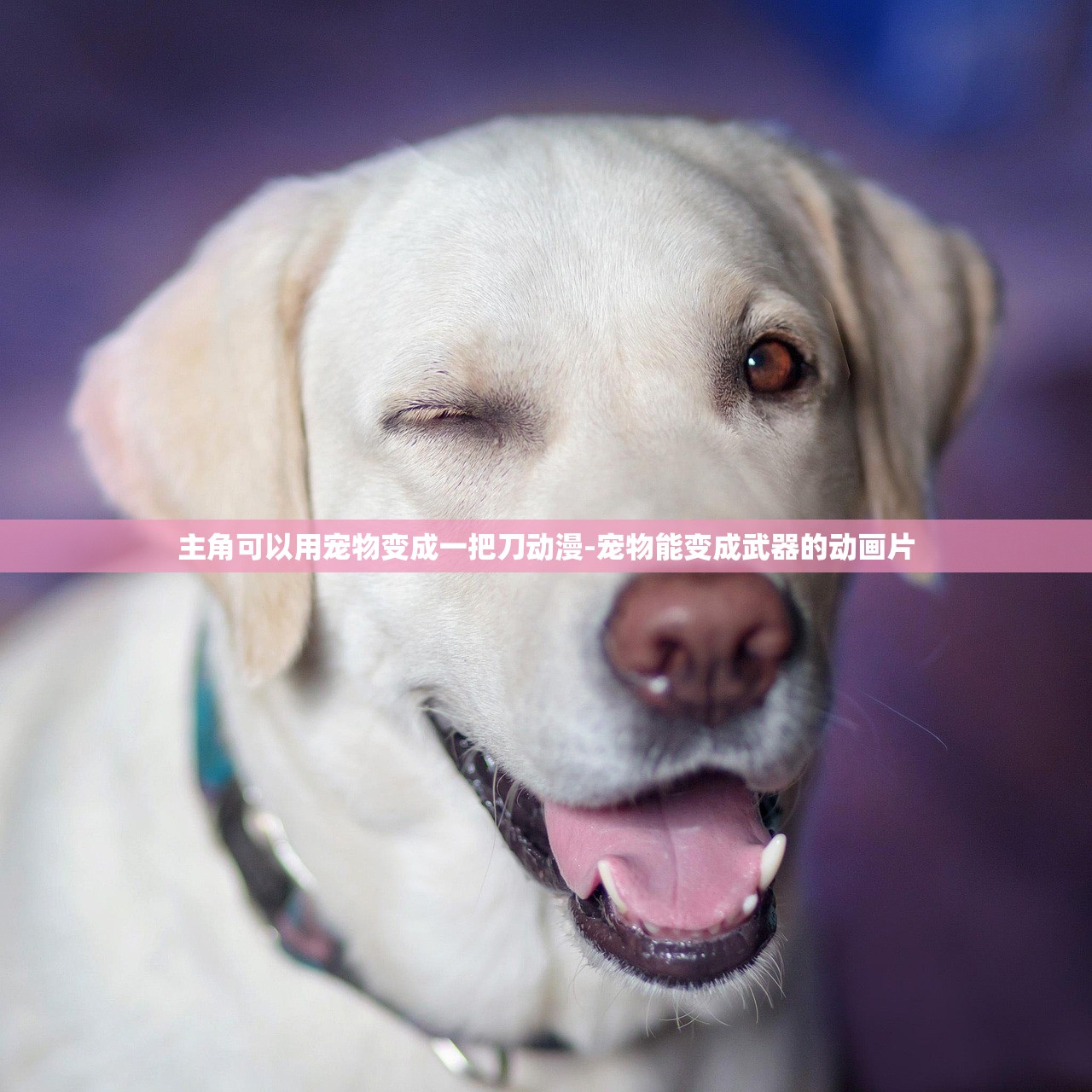 主角可以用宠物变成一把刀动漫-宠物能变成武器的动画片 主角可以用宠物变成一把刀动漫-宠物能变成武器的动画片