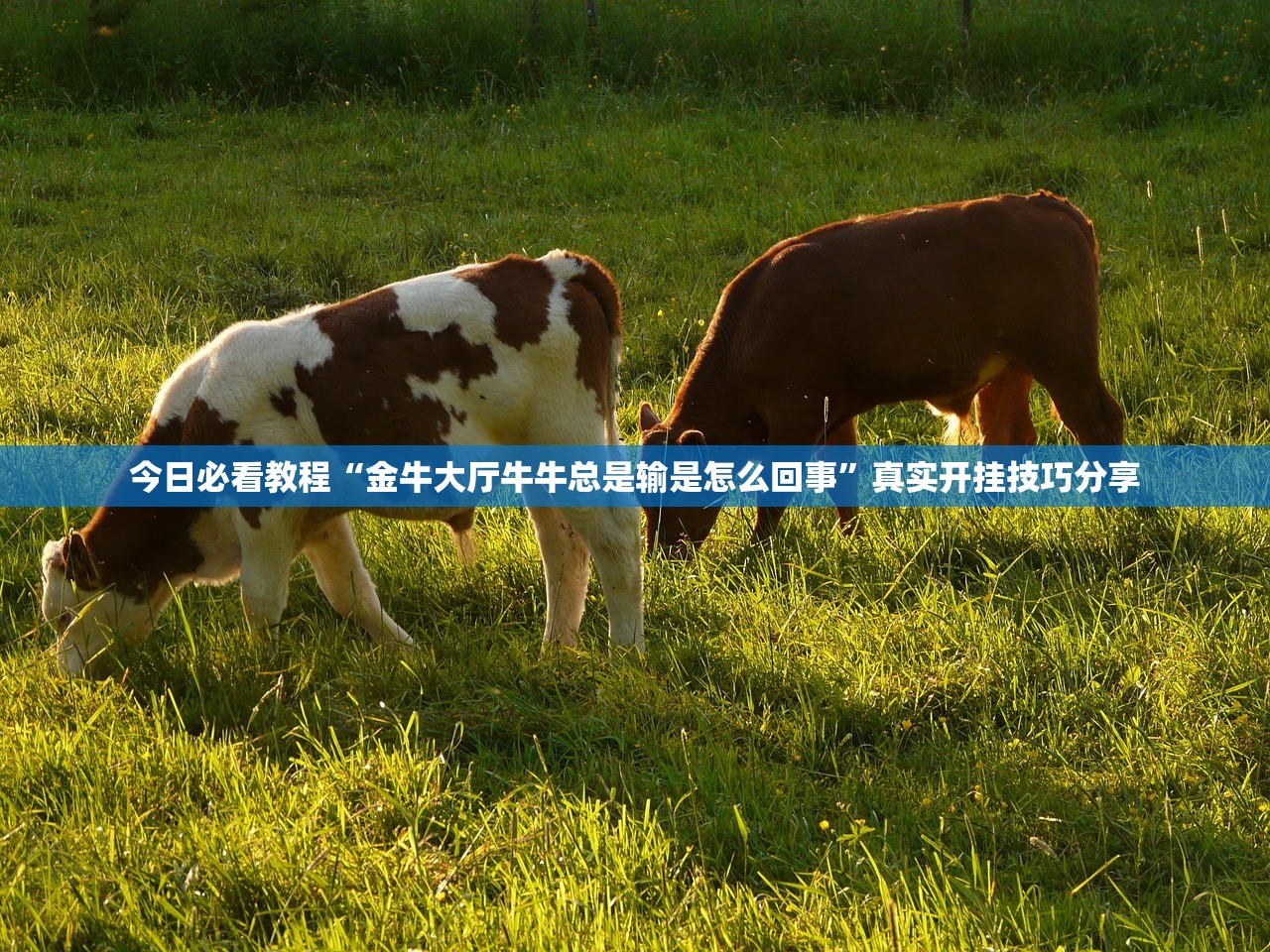 今日必看教程“金牛大厅牛牛总是输是怎么回事”真实开挂技巧分享