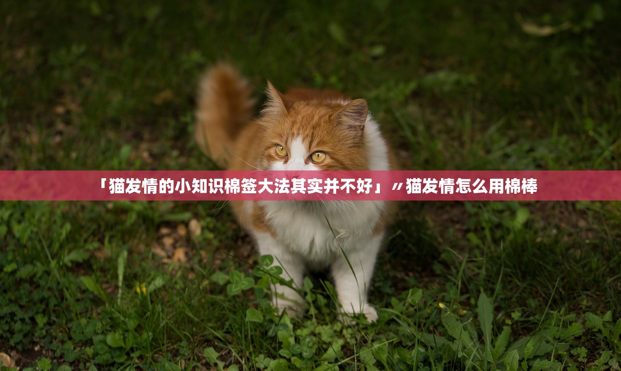 「猫发情的小知识棉签大法其实并不好」〃猫发情怎么用棉棒