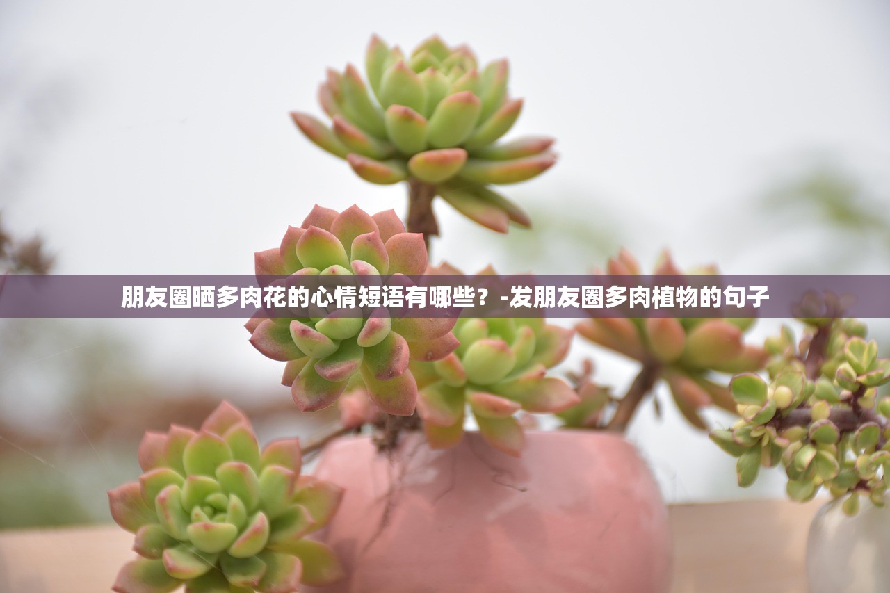 朋友圈晒多肉花的心情短语有哪些？-发朋友圈多肉植物的句子