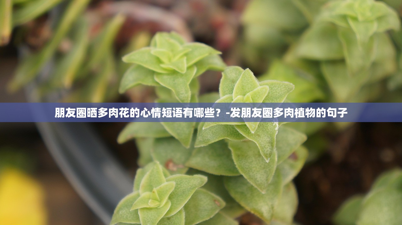 朋友圈晒多肉花的心情短语有哪些？-发朋友圈多肉植物的句子
