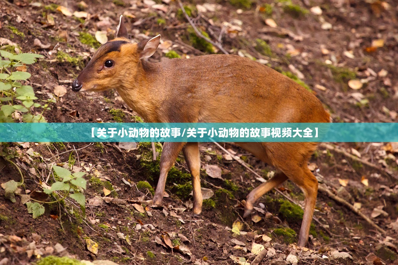 【关于小动物的故事/关于小动物的故事视频大全】 【关于小动物的故事/关于小动物的故事视频大全】
