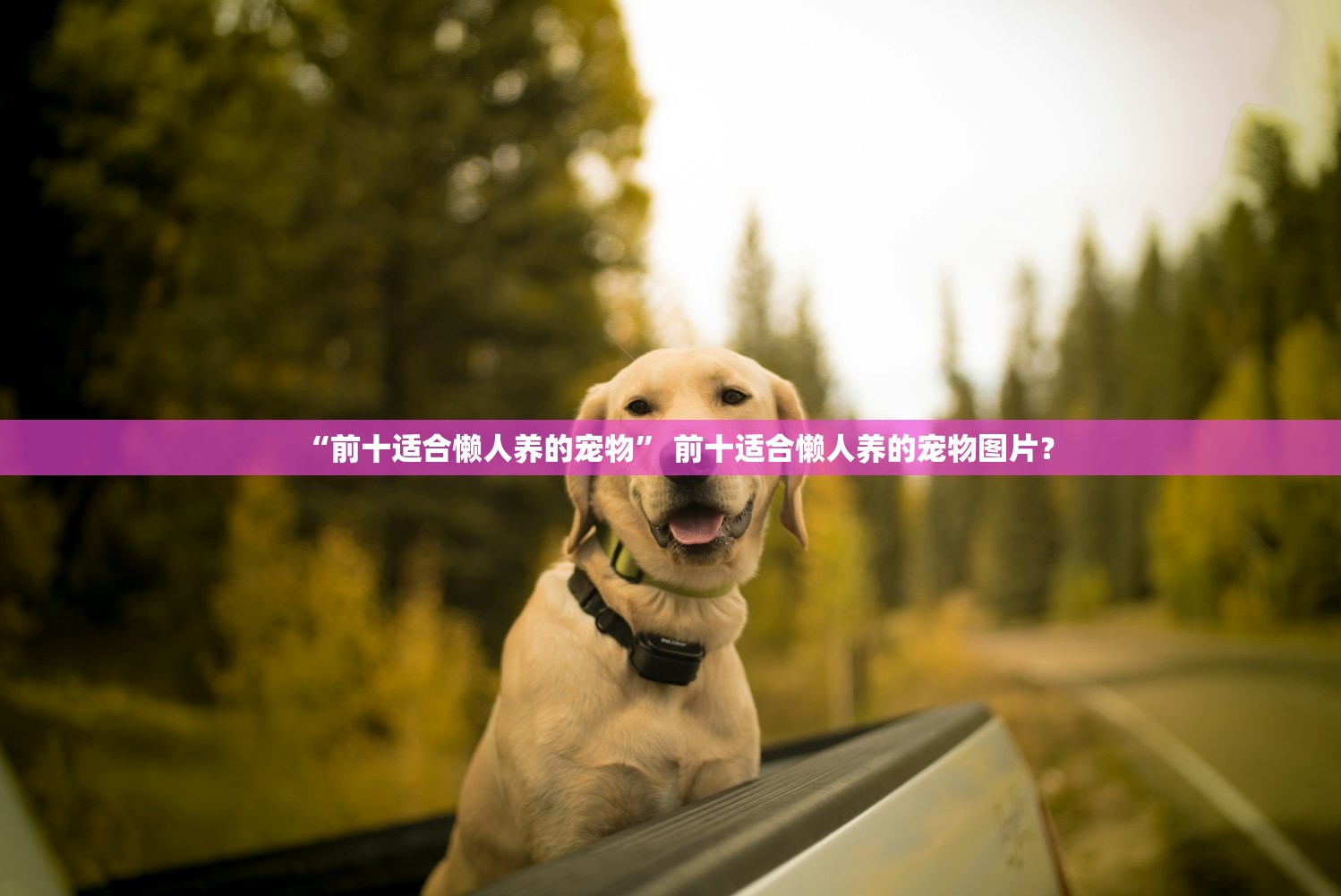 “前十适合懒人养的宠物” 前十适合懒人养的宠物图片？