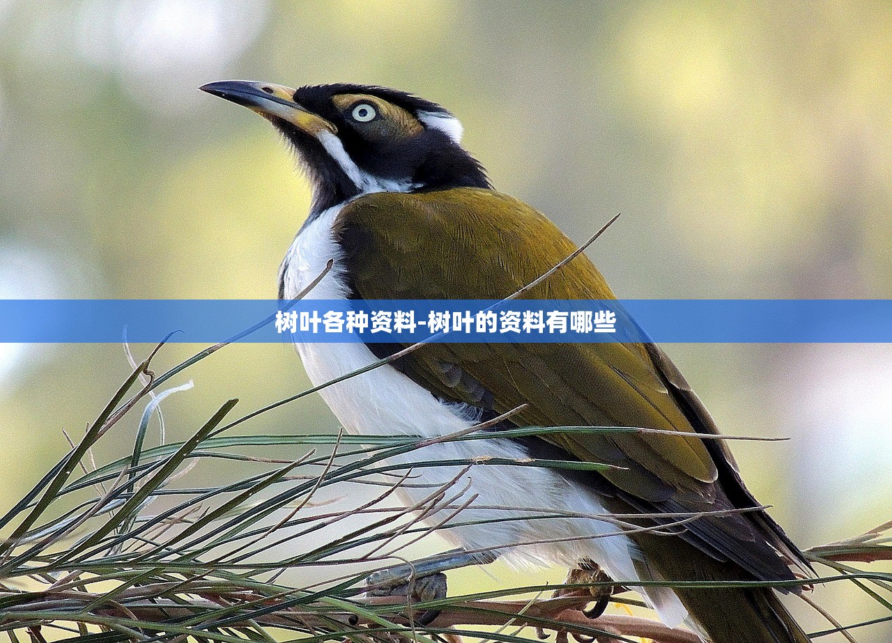 树叶各种资料-树叶的资料有哪些