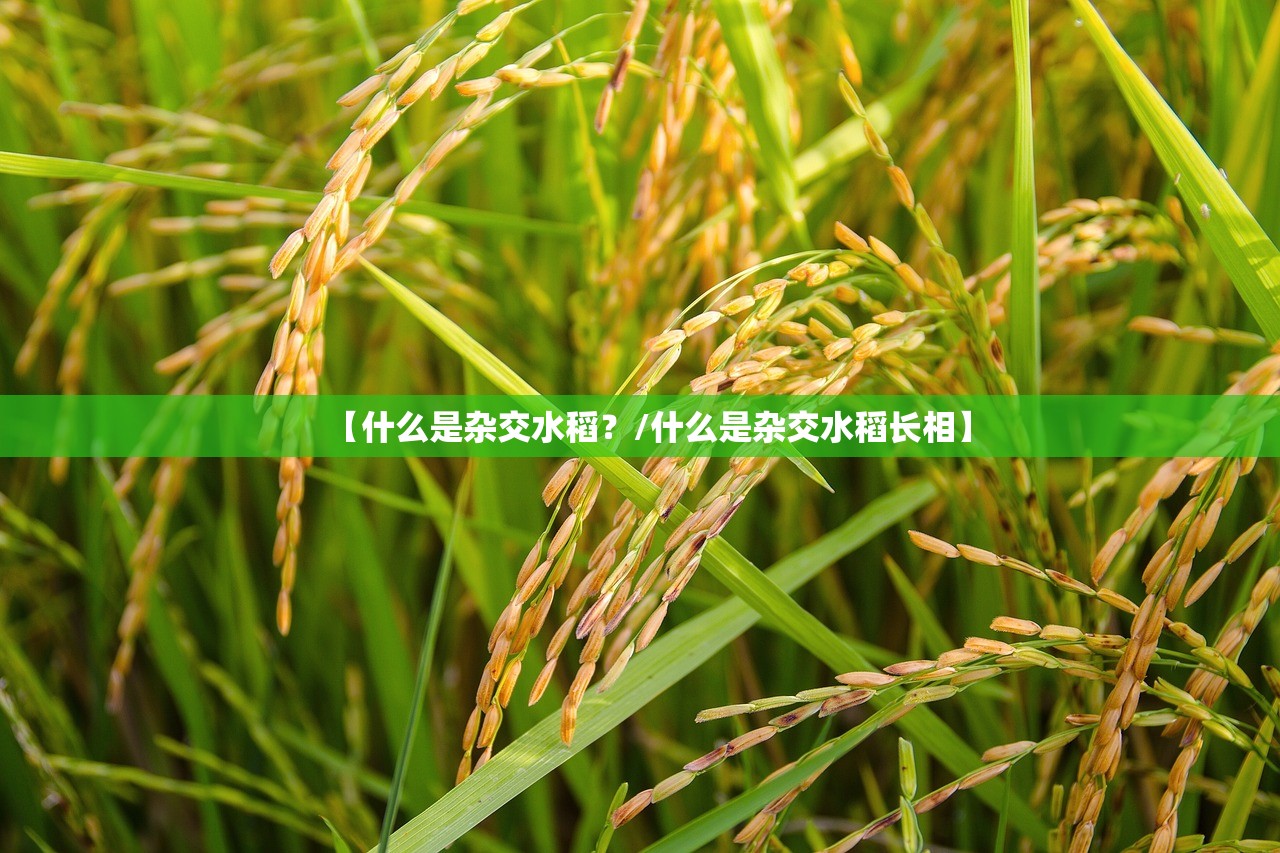 【什么是杂交水稻？/什么是杂交水稻长相】