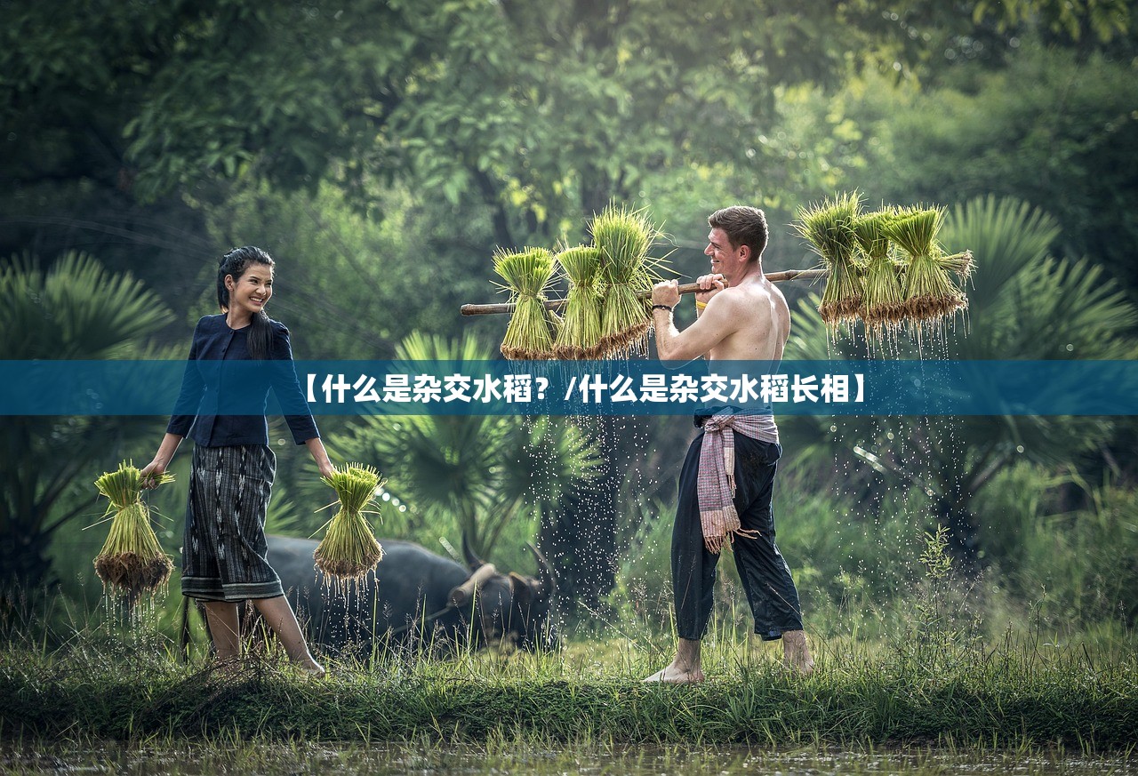 【什么是杂交水稻？/什么是杂交水稻长相】