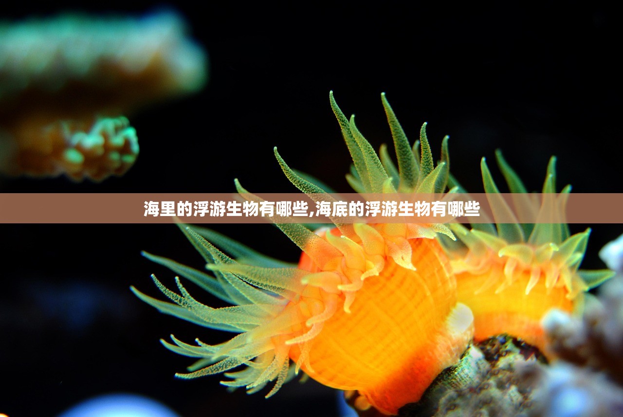 海里的浮游生物有哪些,海底的浮游生物有哪些 海里的浮游生物有哪些,海底的浮游生物有哪些