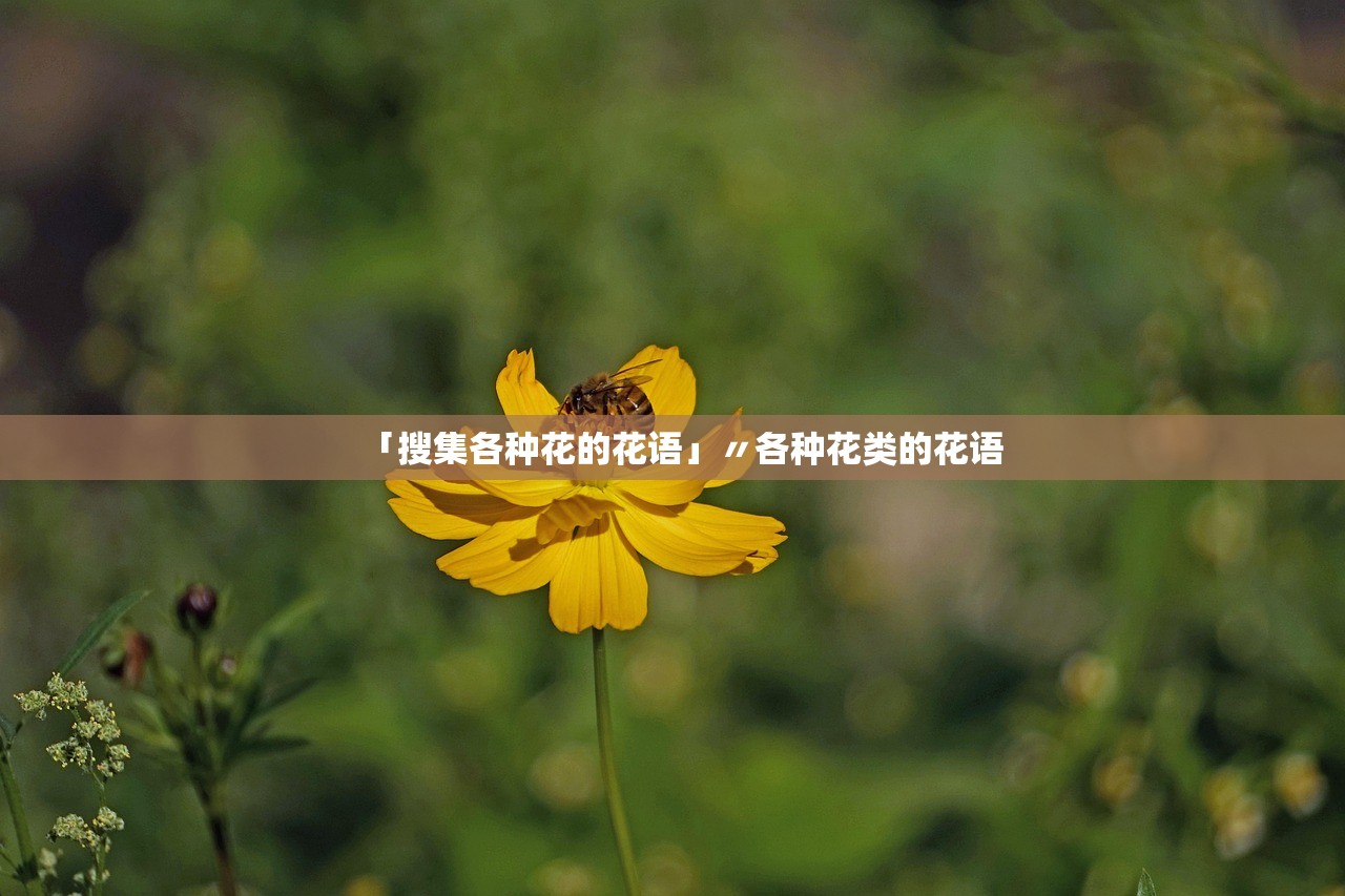 「搜集各种花的花语」〃各种花类的花语 「搜集各种花的花语」〃各种花类的花语