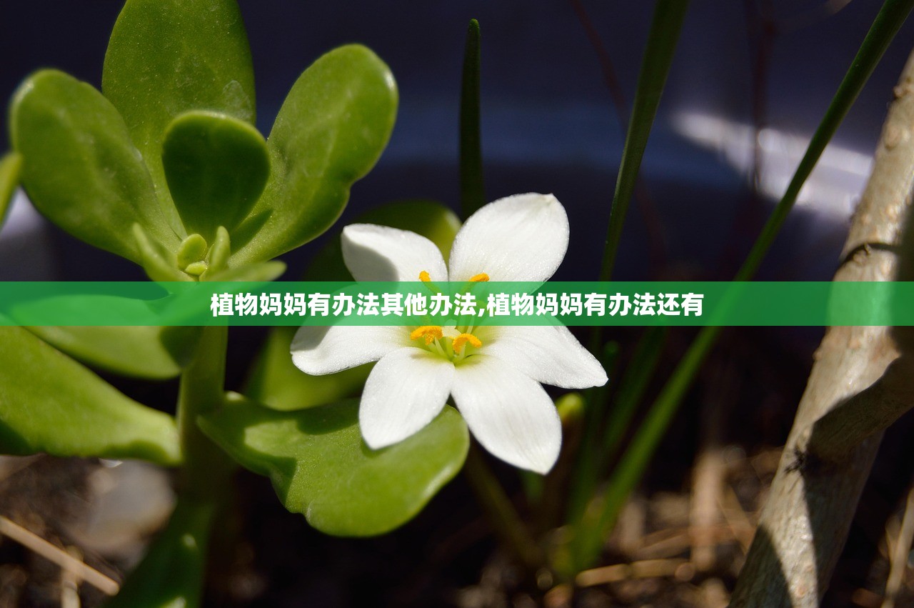 植物妈妈有办法其他办法,植物妈妈有办法还有