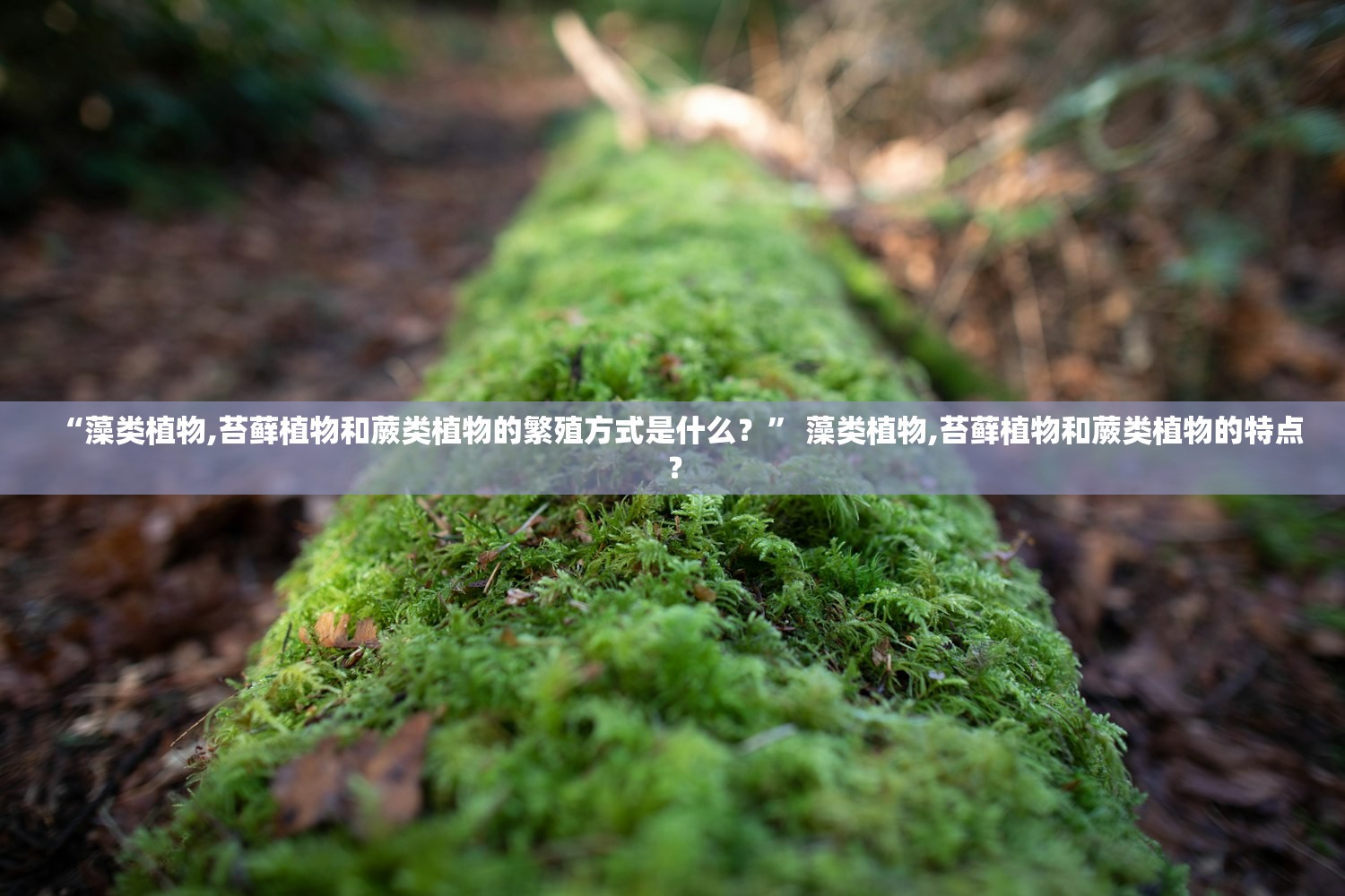 “藻类植物,苔藓植物和蕨类植物的繁殖方式是什么？	” 藻类植物,苔藓植物和蕨类植物的特点？