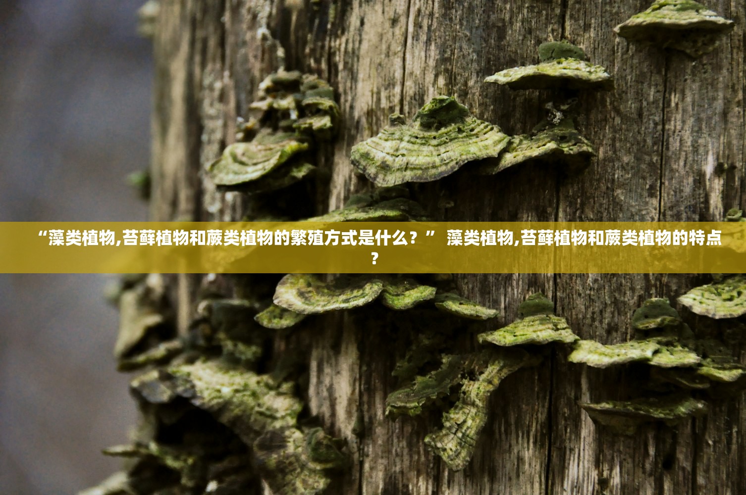 “藻类植物,苔藓植物和蕨类植物的繁殖方式是什么？” 藻类植物,苔藓植物和蕨类植物的特点？