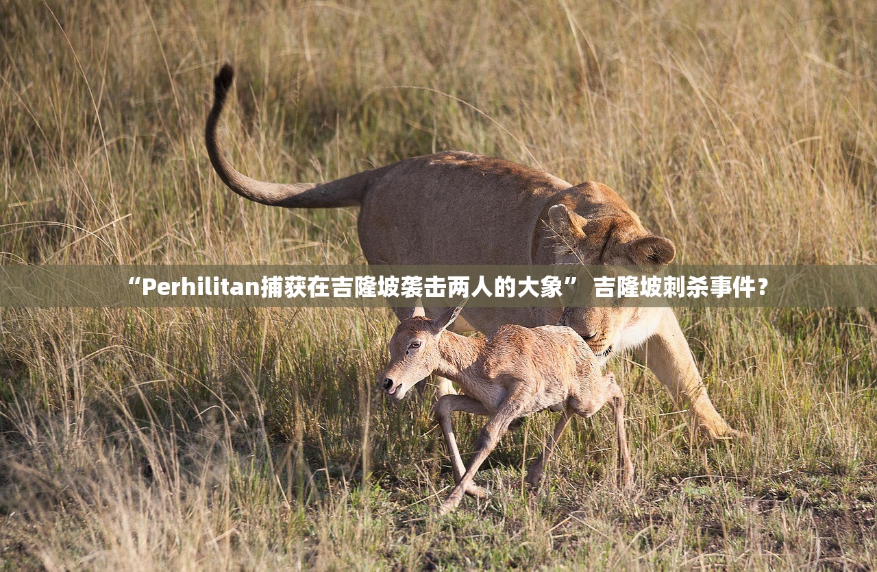 “Perhilitan捕获在吉隆坡袭击两人的大象	” 吉隆坡刺杀事件？