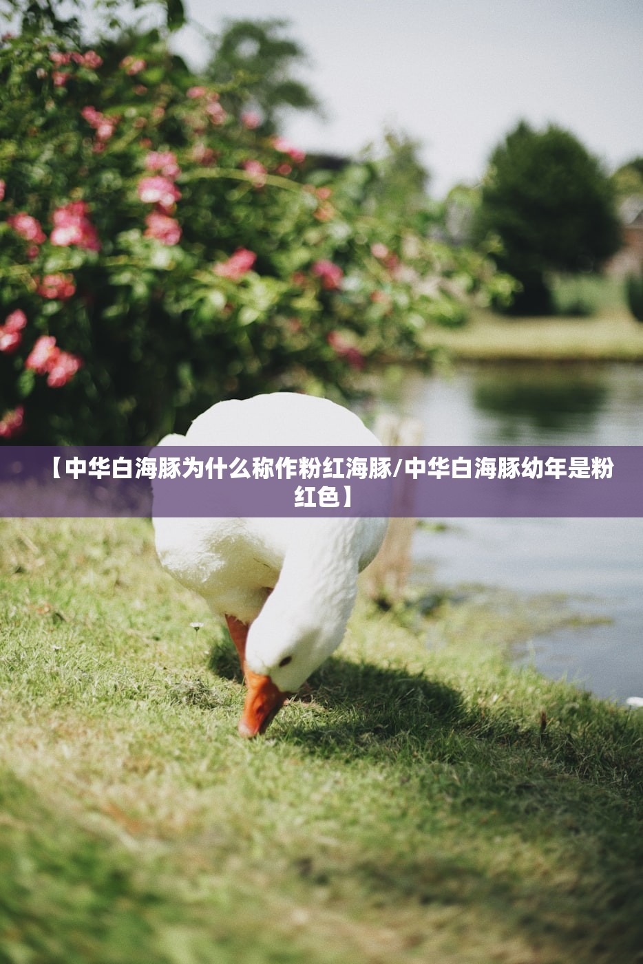 【中华白海豚为什么称作粉红海豚/中华白海豚幼年是粉红色】