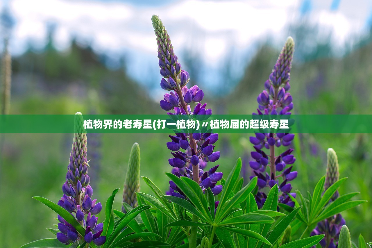 植物界的老寿星(打一植物)〃植物届的超级寿星