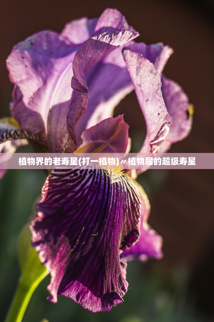 植物界的老寿星(打一植物)〃植物届的超级寿星