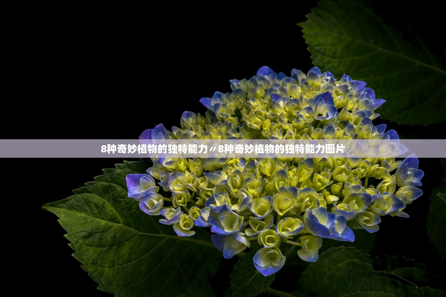 8种奇妙植物的独特能力〃8种奇妙植物的独特能力图片