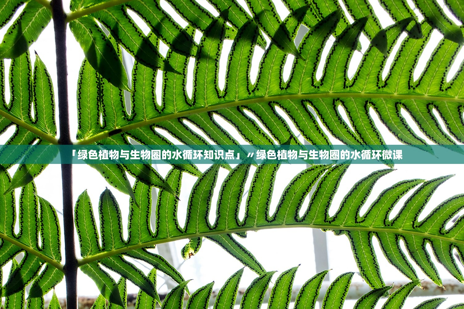 「绿色植物与生物圈的水循环知识点」〃绿色植物与生物圈的水循环微课 「绿色植物与生物圈的水循环知识点」〃绿色植物与生物圈的水循环微课