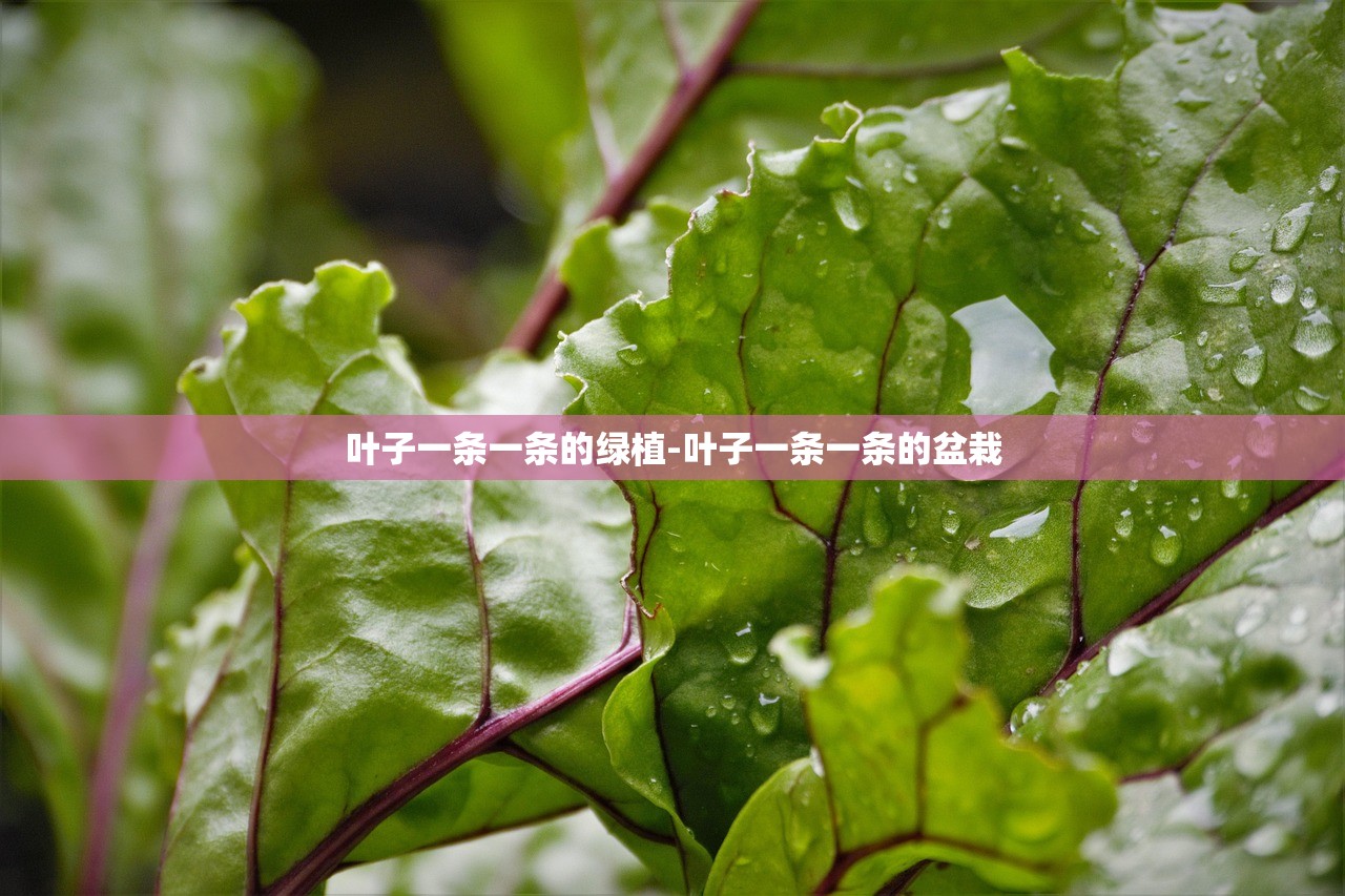 叶子一条一条的绿植-叶子一条一条的盆栽 叶子一条一条的绿植-叶子一条一条的盆栽