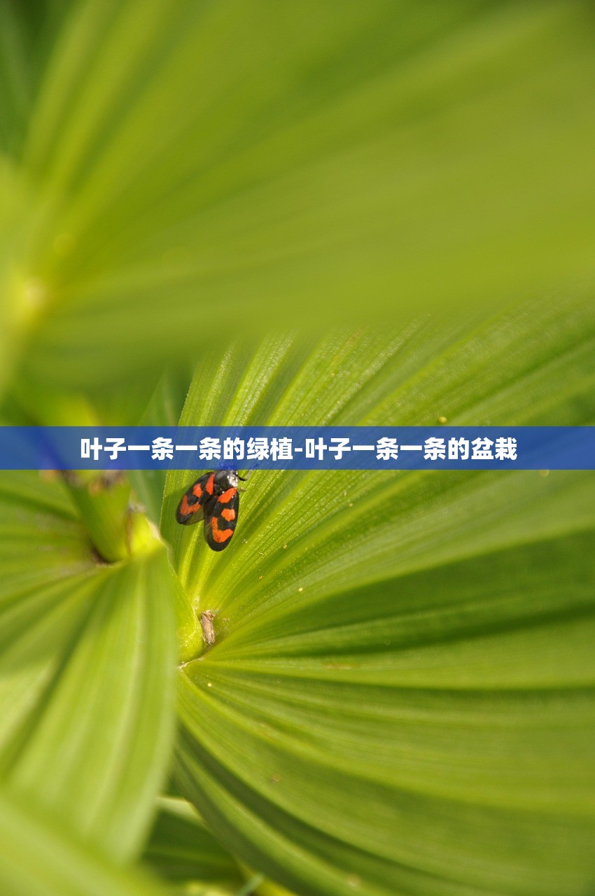 叶子一条一条的绿植-叶子一条一条的盆栽 叶子一条一条的绿植-叶子一条一条的盆栽