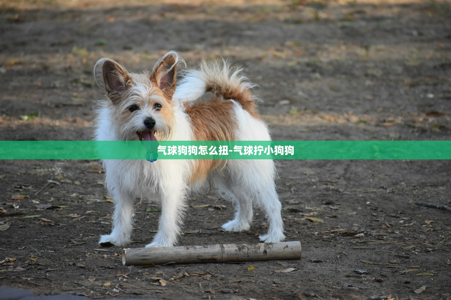气球狗狗怎么扭-气球拧小狗狗