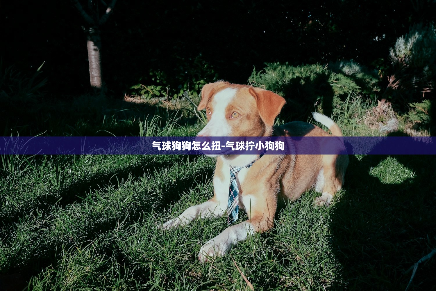 气球狗狗怎么扭-气球拧小狗狗