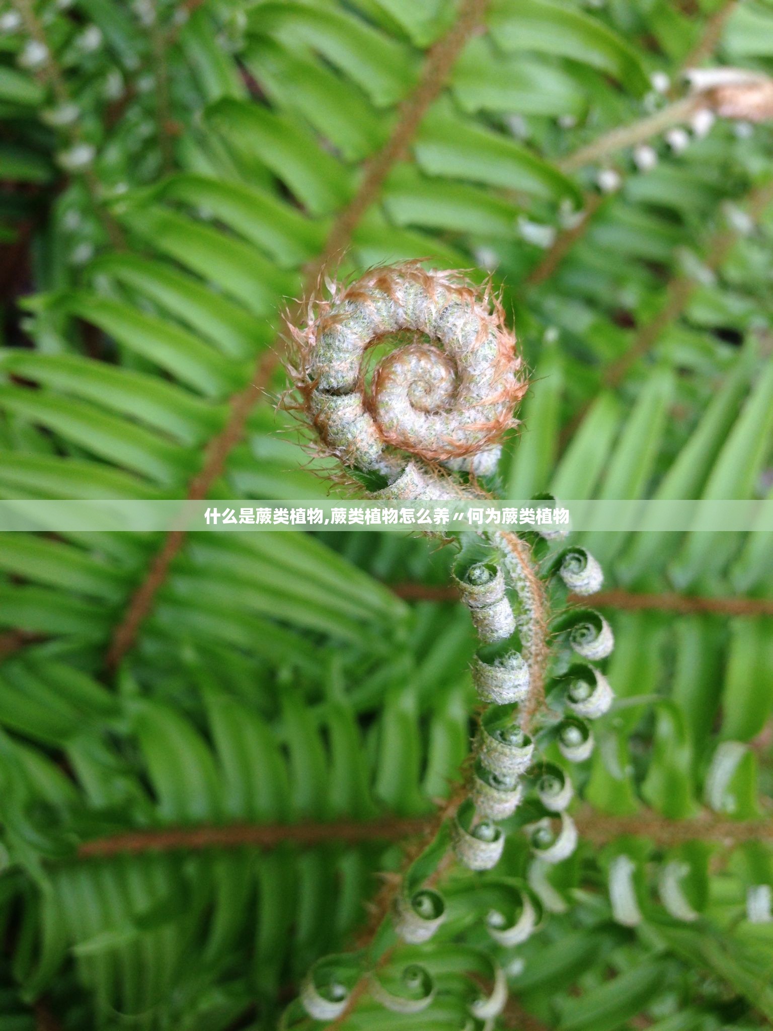 什么是蕨类植物,蕨类植物怎么养〃何为蕨类植物