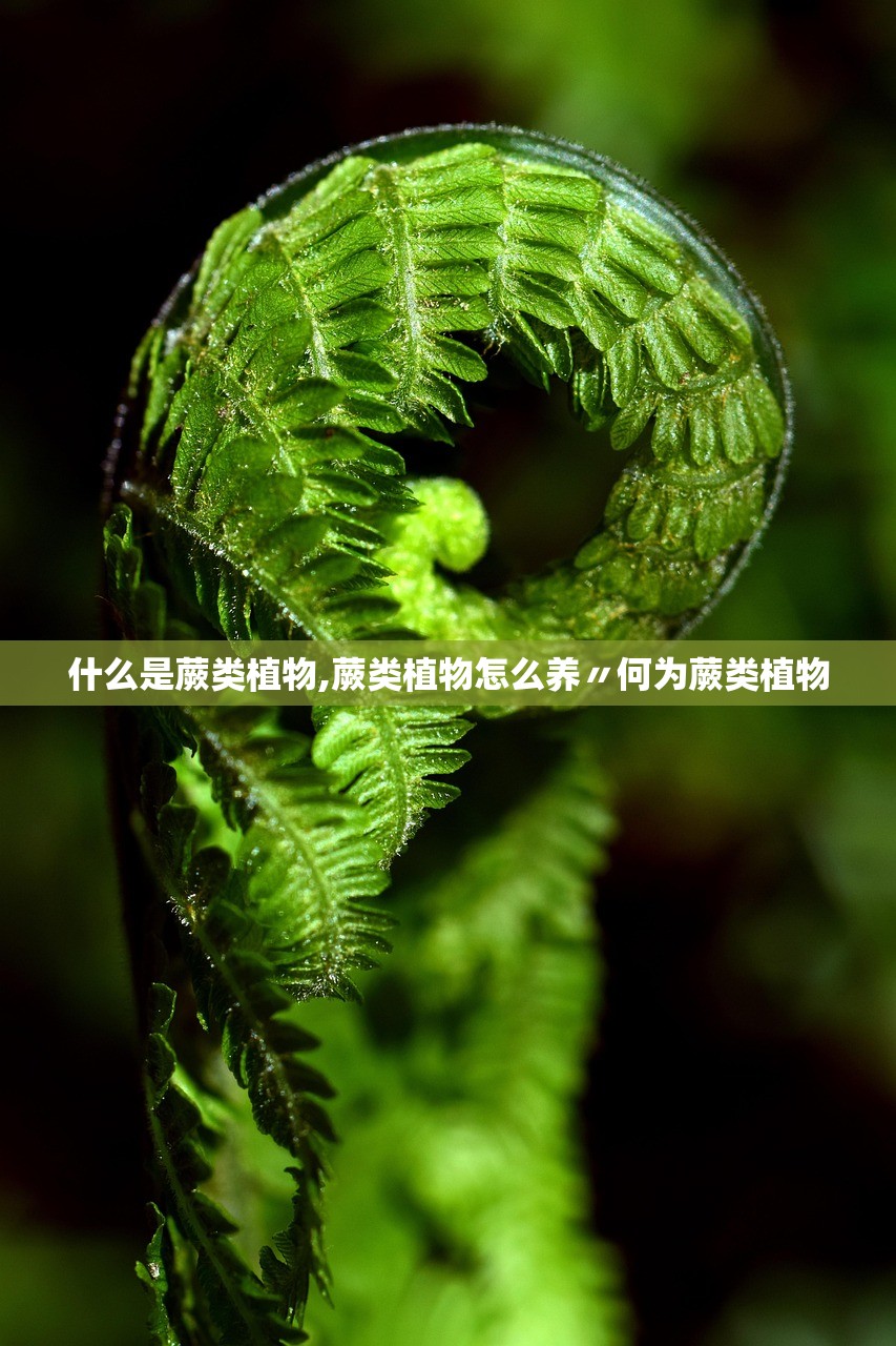 什么是蕨类植物,蕨类植物怎么养〃何为蕨类植物