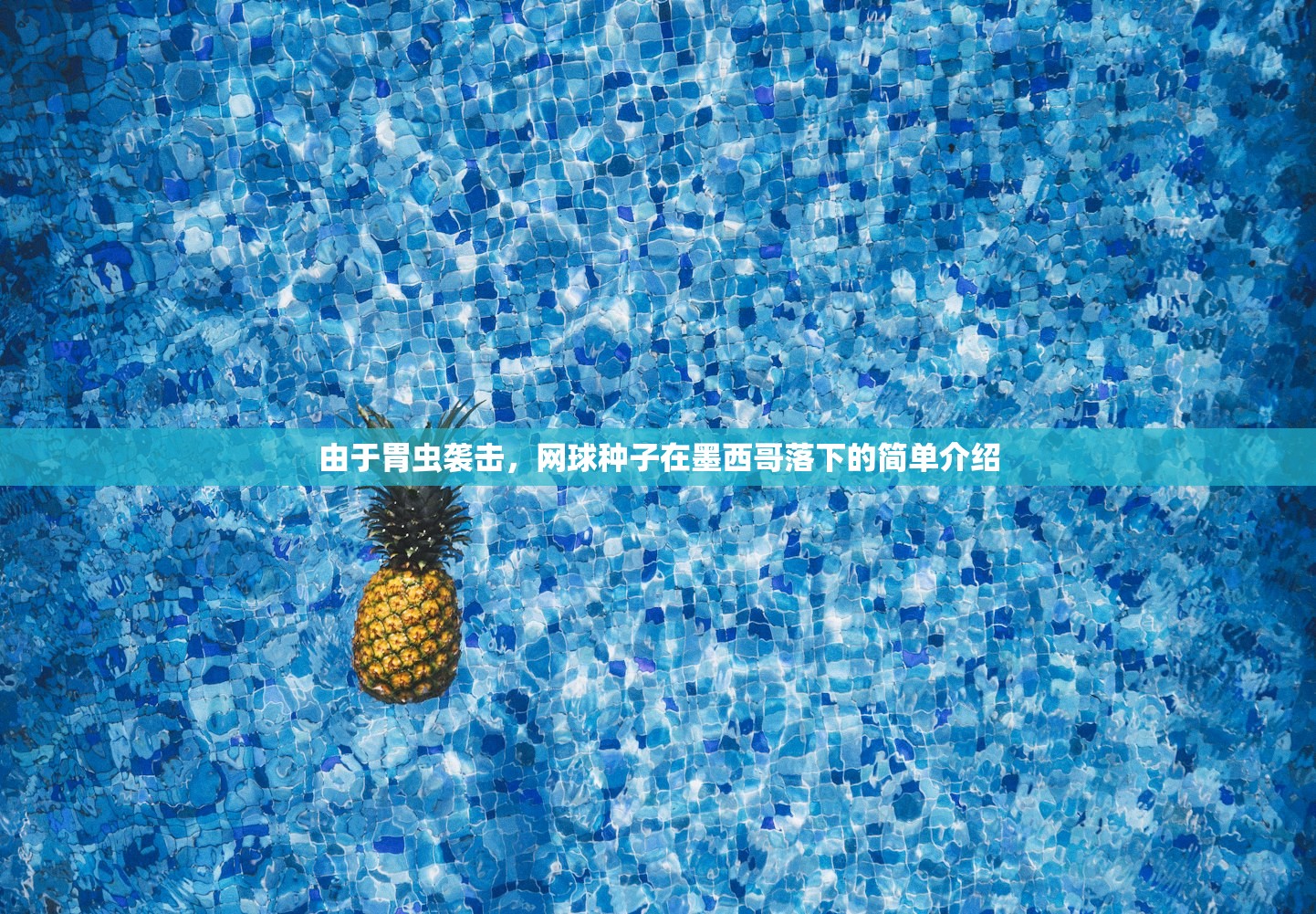 由于胃虫袭击，网球种子在墨西哥落下的简单介绍
