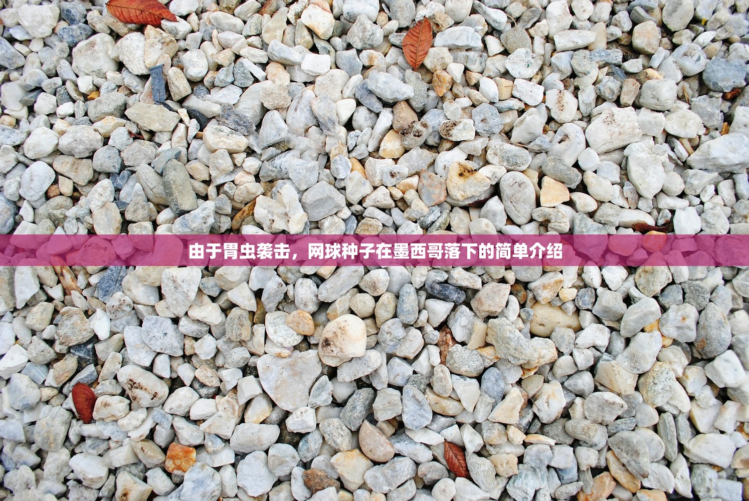 由于胃虫袭击，网球种子在墨西哥落下的简单介绍