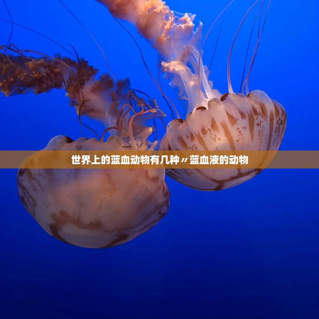 世界上的蓝血动物有几种〃蓝血液的动物 世界上的蓝血动物有几种〃蓝血液的动物