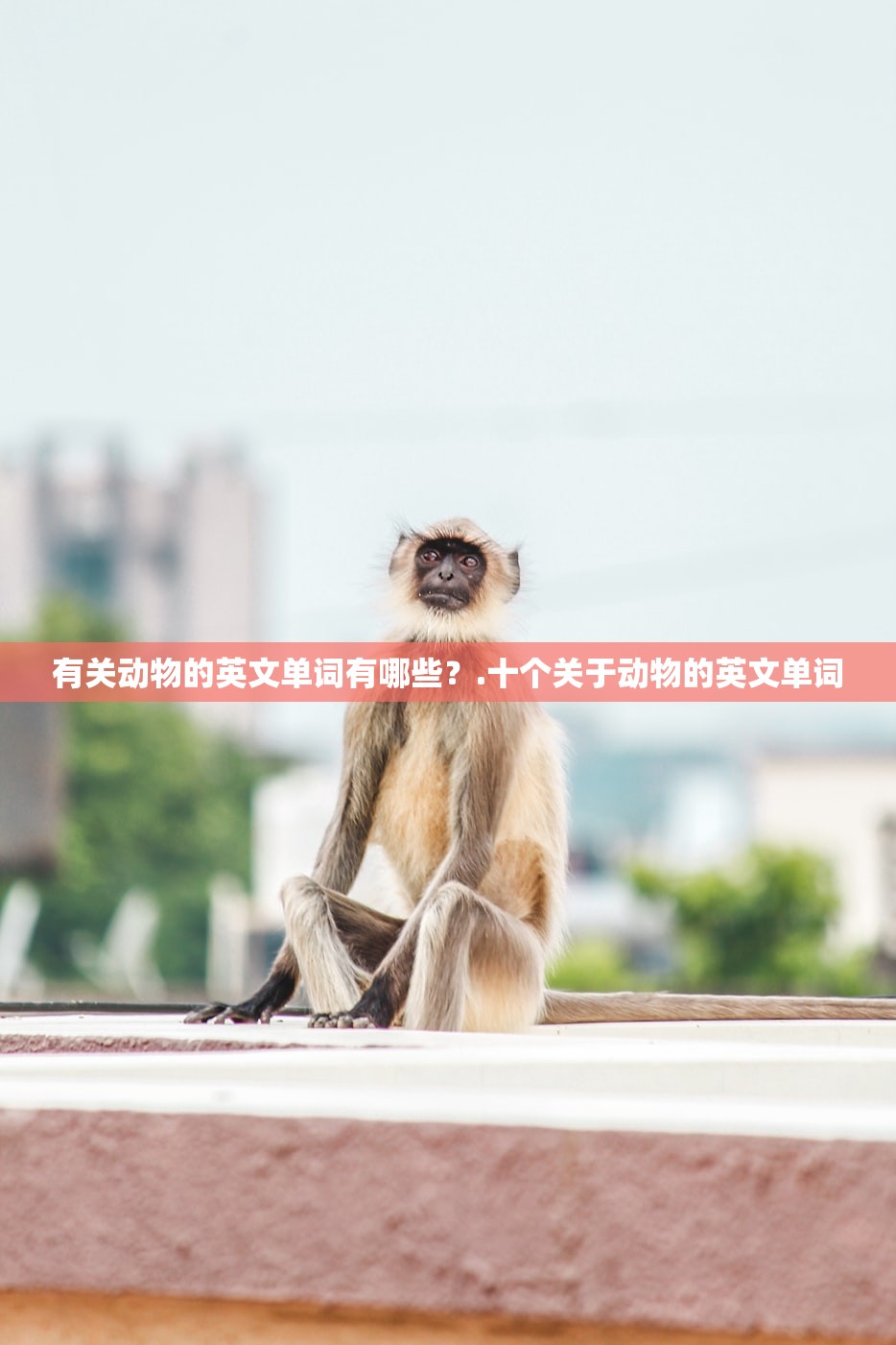 有关动物的英文单词有哪些？.十个关于动物的英文单词