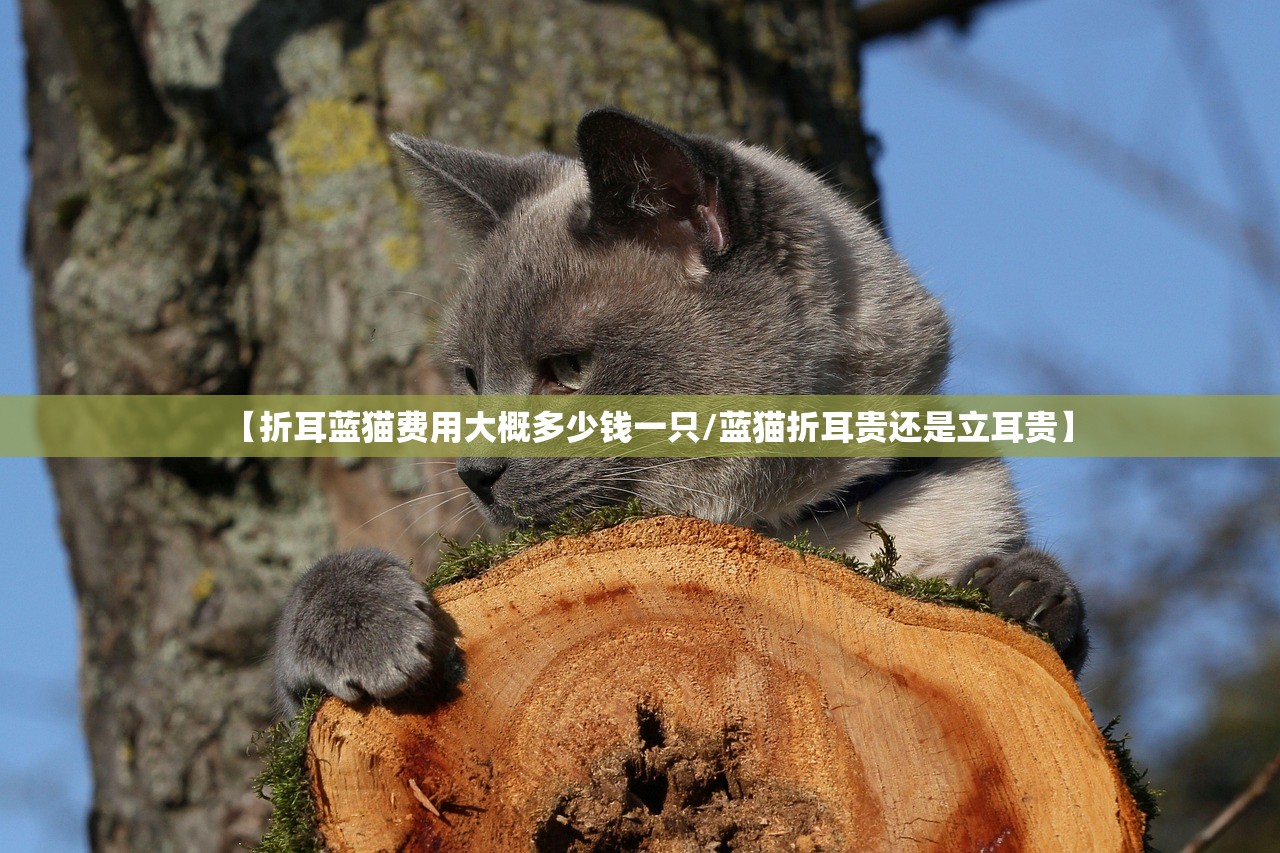 【折耳蓝猫费用大概多少钱一只/蓝猫折耳贵还是立耳贵】