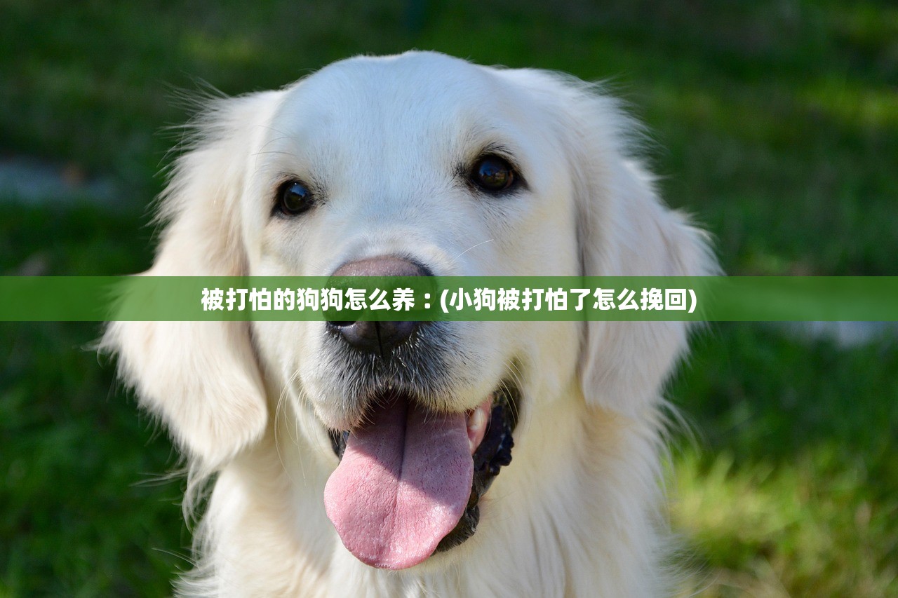 被打怕的狗狗怎么养︰(小狗被打怕了怎么挽回)